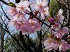 河津桜12