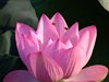 ハスの花と実18