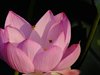 ハスの花と実15
