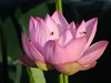 ハスの花と実23