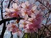 河津桜11