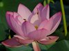 ハスの花と実27