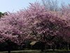 河津桜05