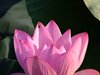 ハスの花と実19