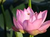 ハスの花と実22