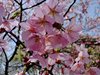 河津桜09