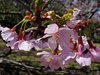河津桜10