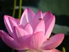 ハスの花と実28