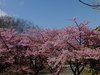河津桜01
