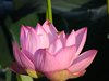 ハスの花と実21
