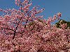 河津桜04
