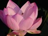 ハスの花と実14