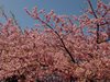 河津桜03