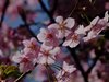 河津桜08