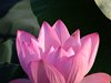 ハスの花と実20