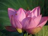ハスの花と実16