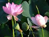 ハスの花と実24