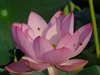 ハスの花と実26