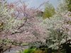 八重桜各種10