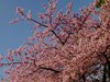 河津桜02