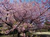 河津桜06