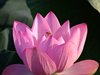 ハスの花と実17