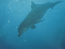 Dolphin