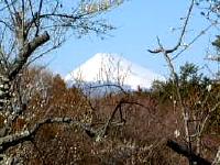富士山と梅(東梅林)