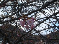 河津桜