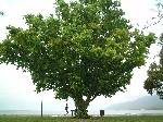 Cairns