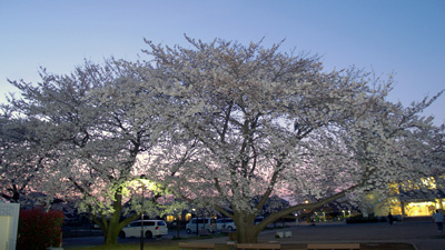 ���J������