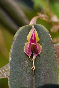paphyrophylla