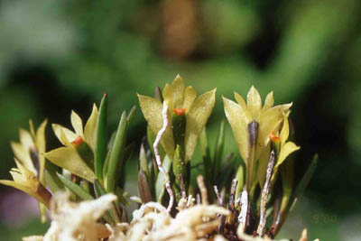 sulphreumrigidifolium
