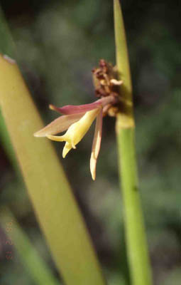 equitantifolia1