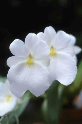 vexillariaalba