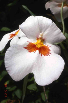 vexillariaarticmoon