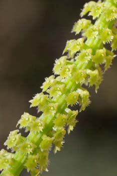 iridifolia1