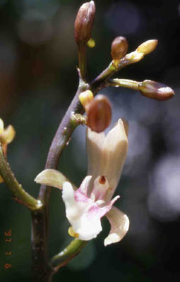 maculata1