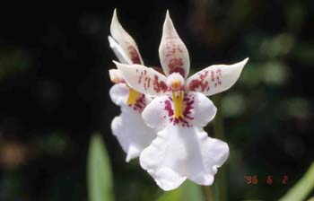 phalaenopsis1