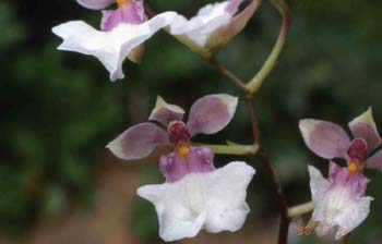 phalaenopsis2