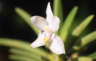 teretifolia1