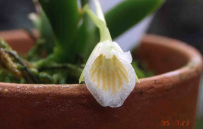 cultifolia1
