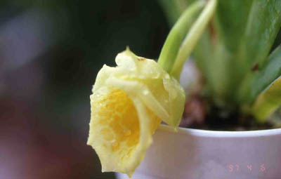 cultifolia2