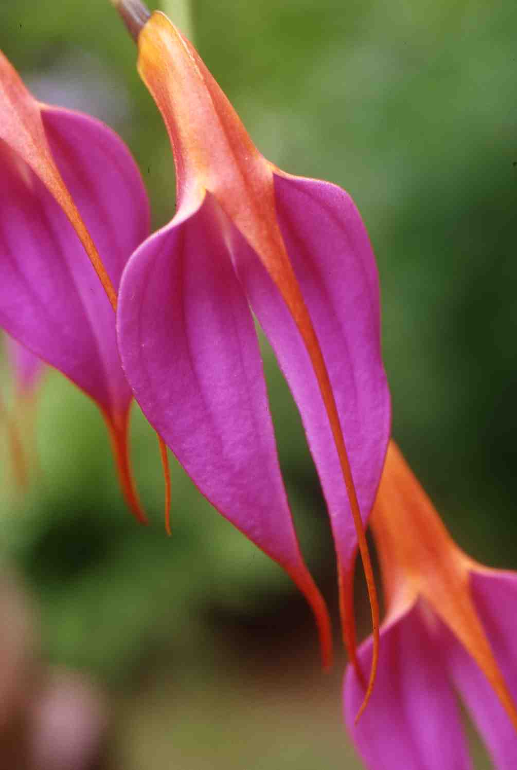 洋蘭 原種 スフィラスティリス属 Sphyrastylis escobarianus レア原種 開花中 第四種郵便 送料 240円 Shopブラウン | nakato-orchids