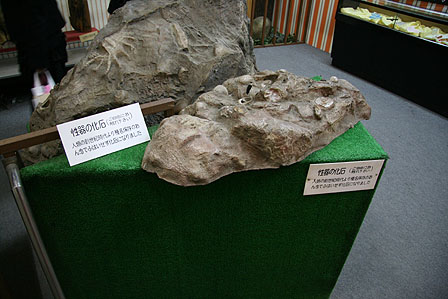 性器の化石