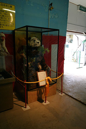 Tサファリパーク内のパンダの剥製