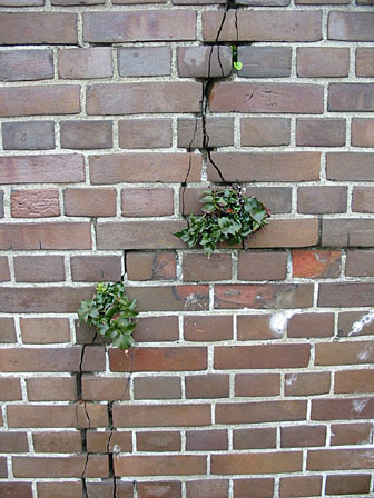 壁のヒビから生えた植物