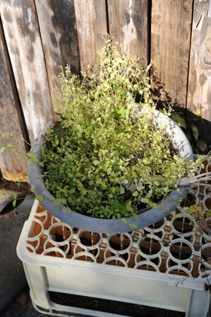 雑草の生えた植木鉢