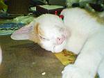 2003N0902Be