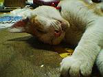 2003N0902Be